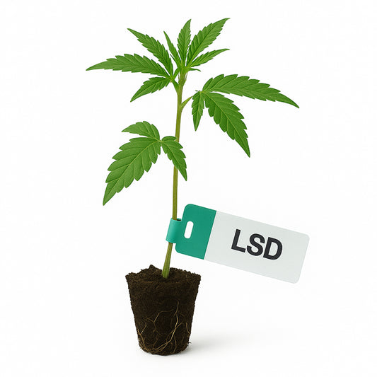 LSD Steckling