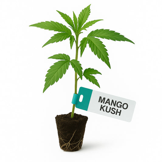 Mango Kush Steckling