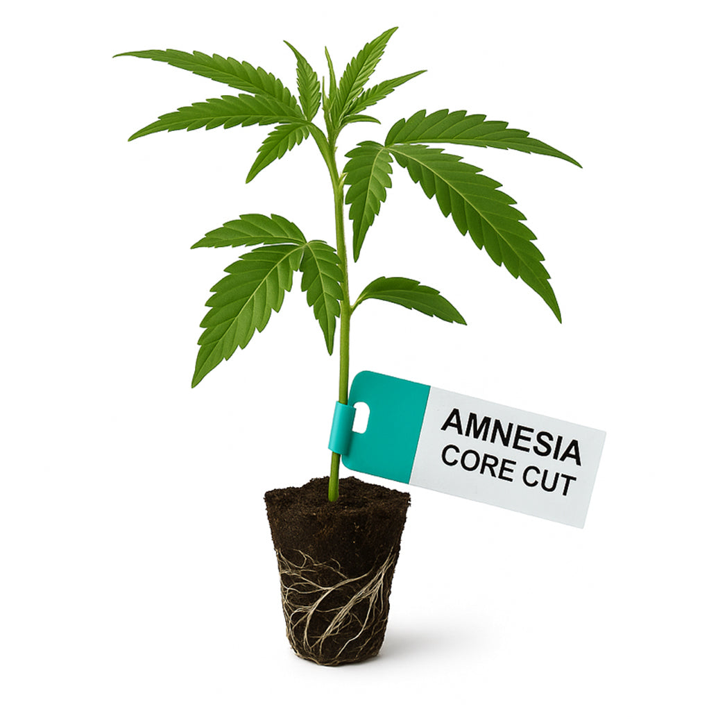 Amnesia Core Cut Steckling