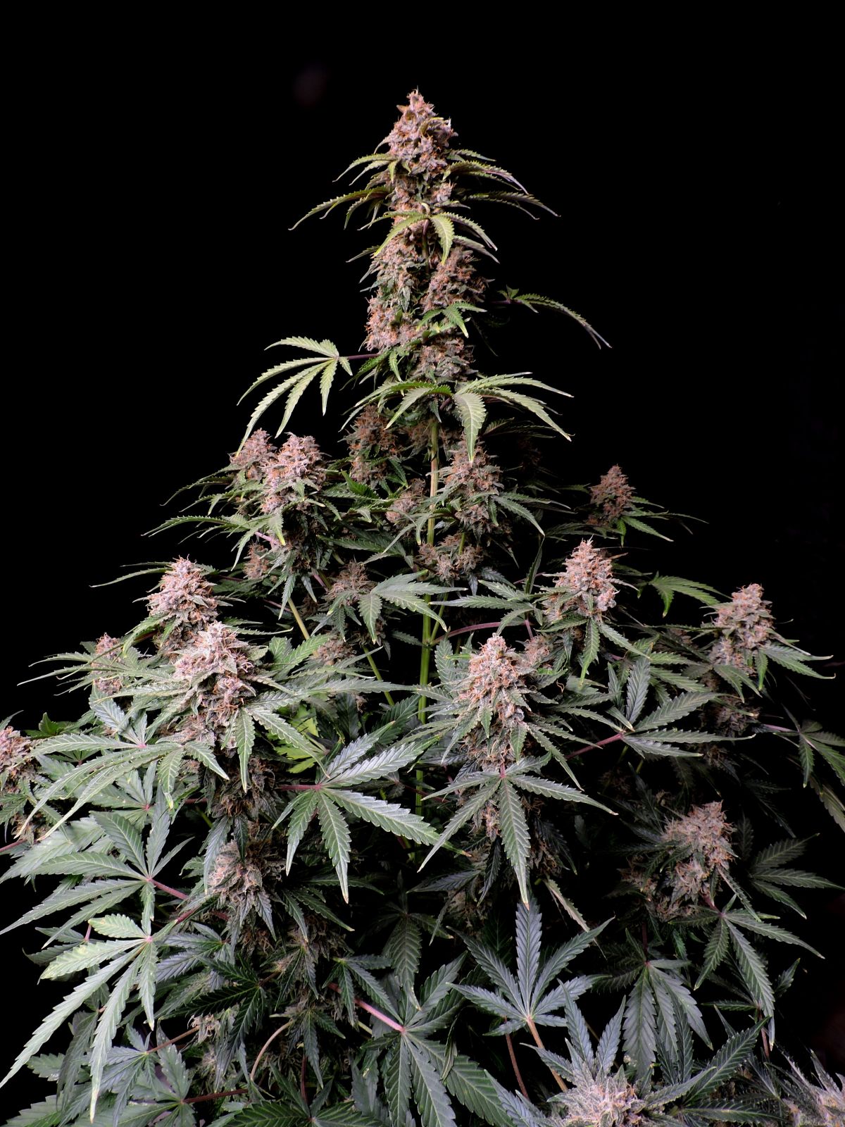 Amnesia Zkittlez Auto