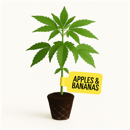 Apples & Bananas Steckling