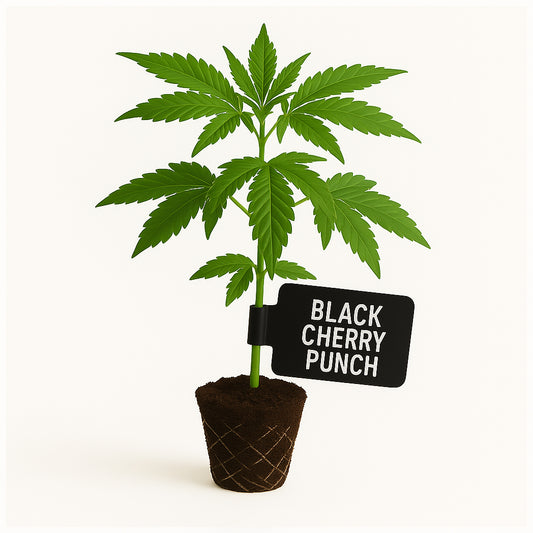 Black Cherry Punch Steckling