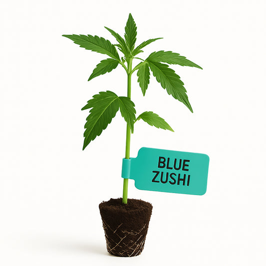 Blue Zushi Steckling