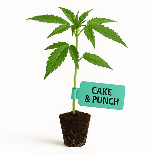 Cake & Punch Steckling