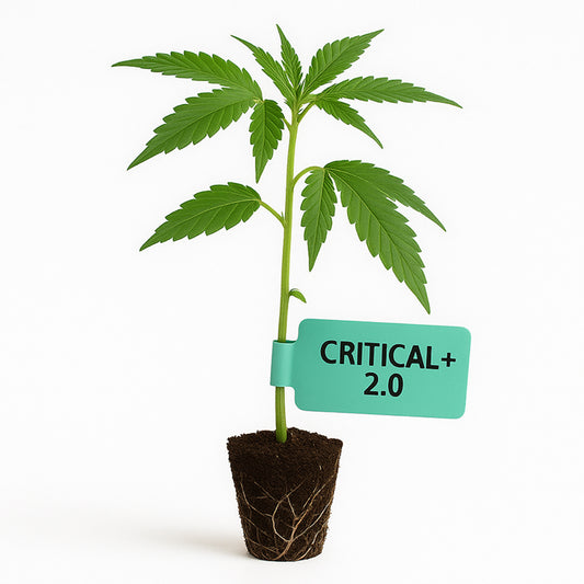 Critical+ 2.0 Steckling