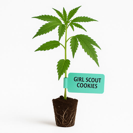 Girl Scout Cookies Steckling