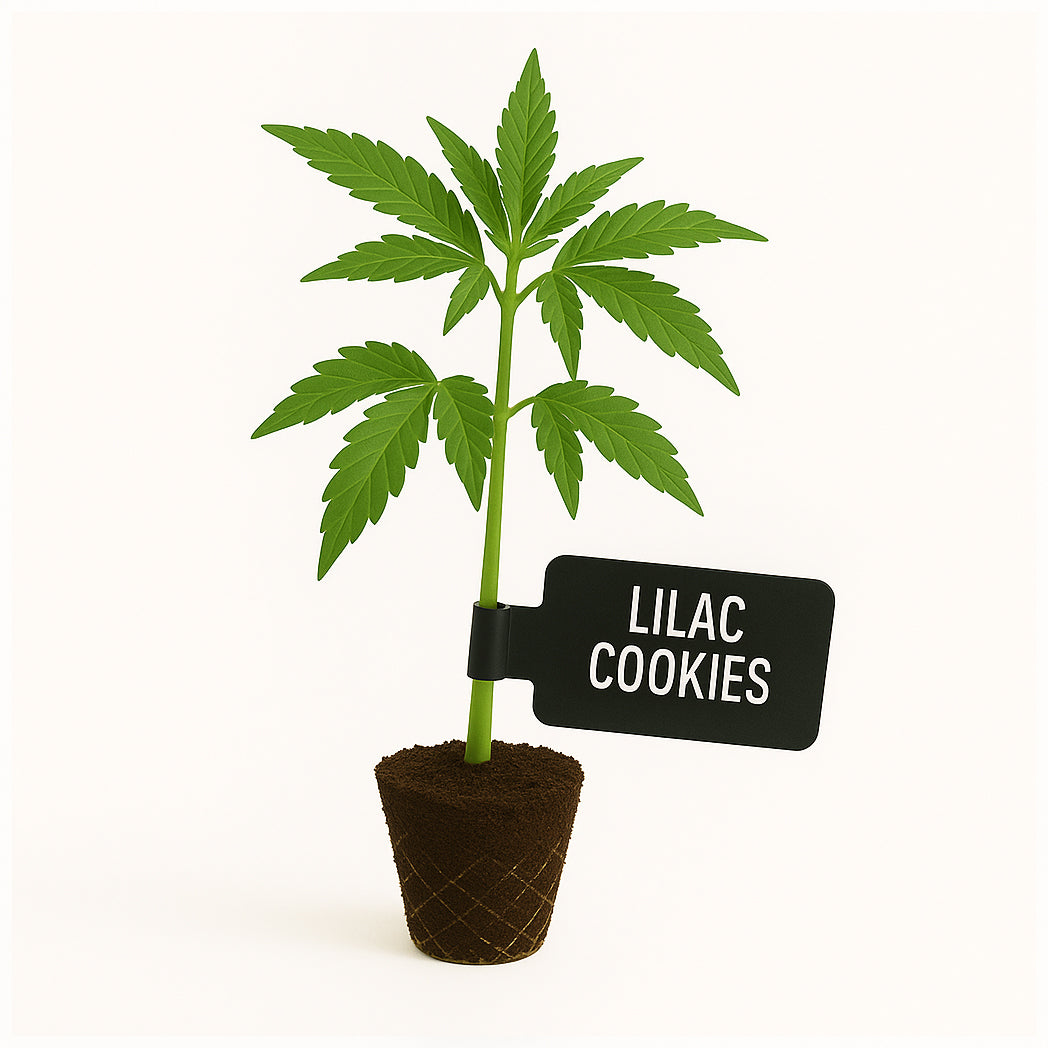 Lilac Cookies Steckling