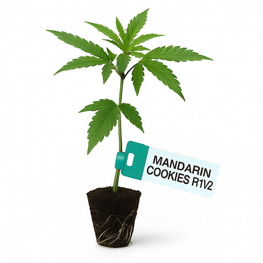 Mandarin Cookies R1 V2 Steckling