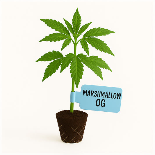 Marshmallow OG Steckling