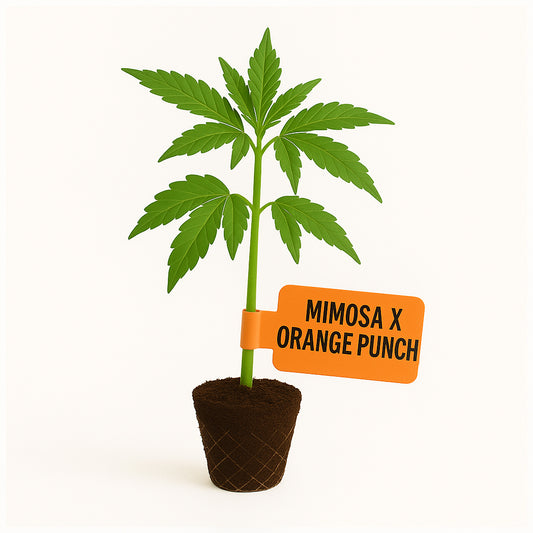 Mimosa x Orange Punch Steckling
