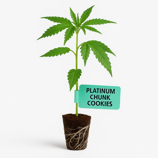 Platinum Chunk Cookies Steckling