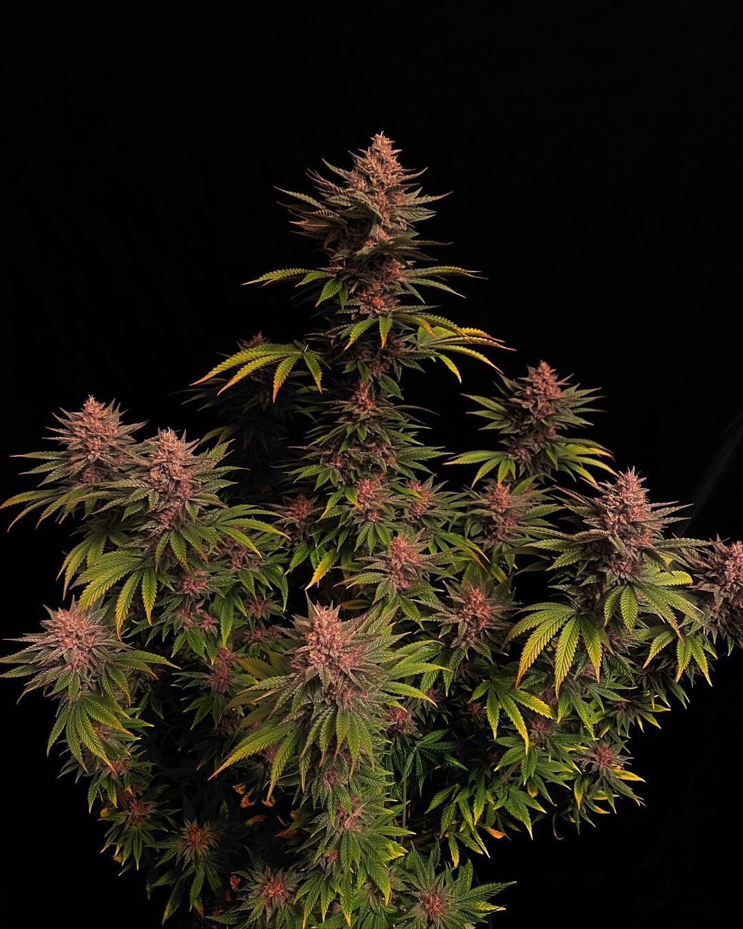 Purple Lemonade FF