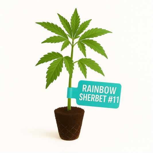 Rainbow Sherbet #11 Steckling