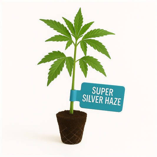 Super Silver Haze Steckling
