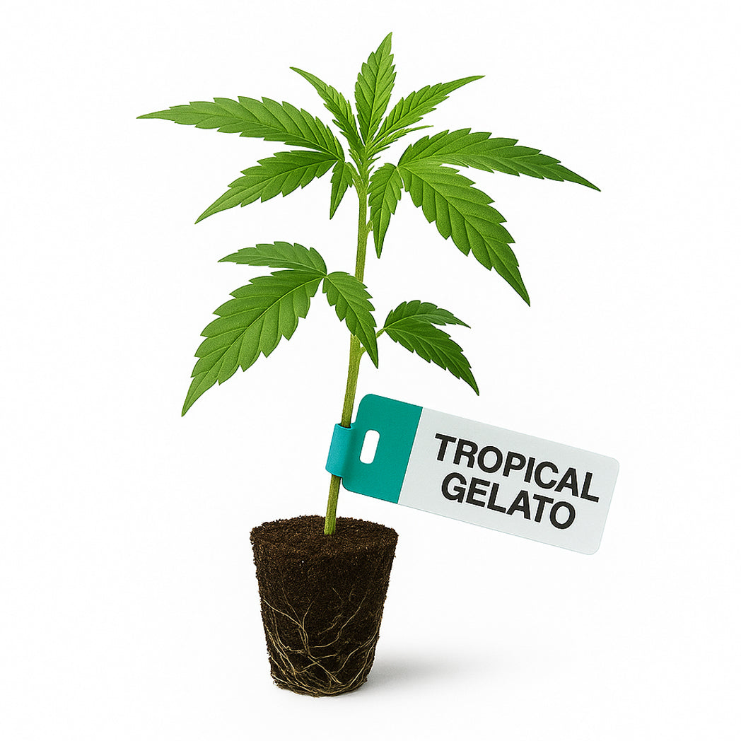 Tropical Gelato Steckling