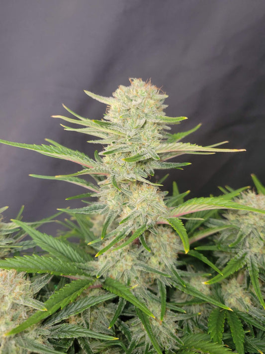 Apricot Auto