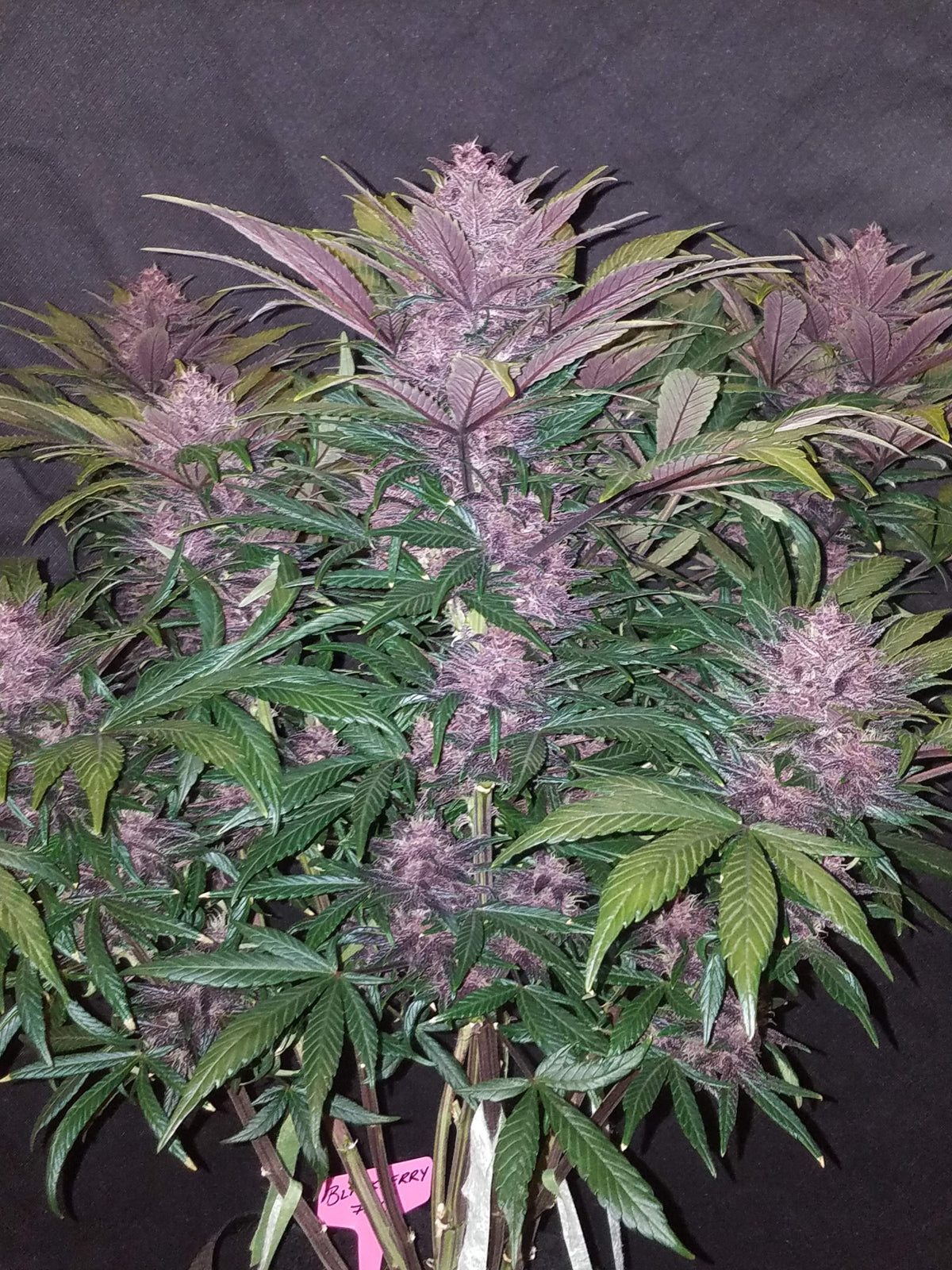 Blackberry Auto