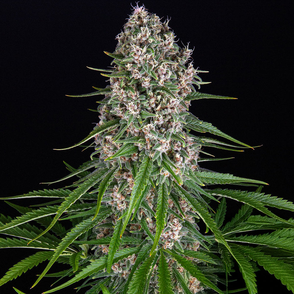 Blue Cheese