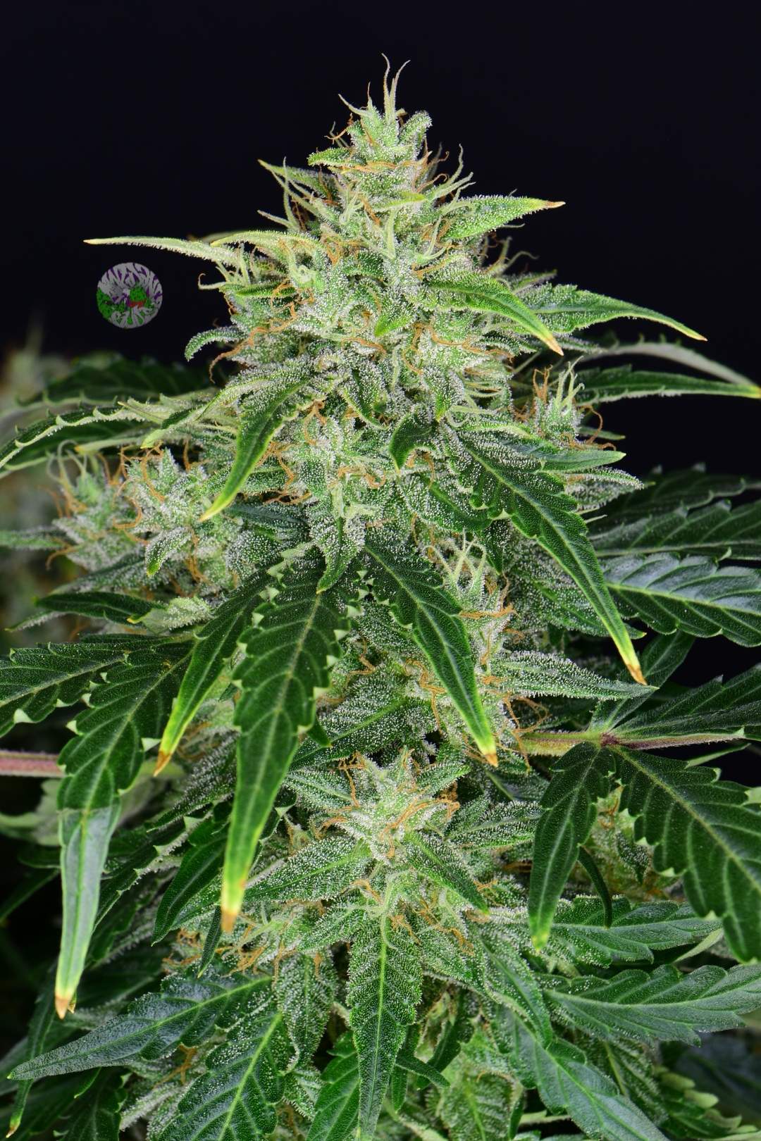 CBD Auto 20:1