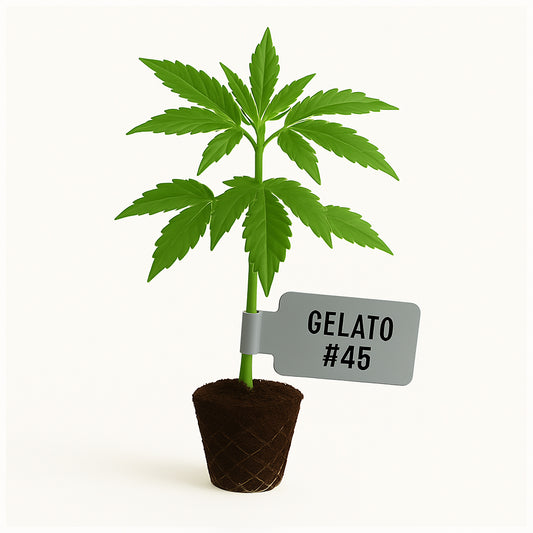 Gelato #45 Steckling