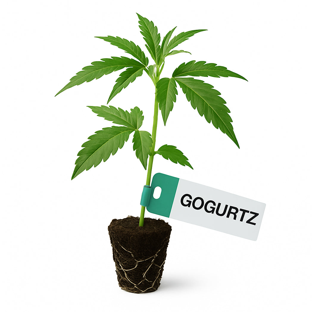 Gogurtz Steckling