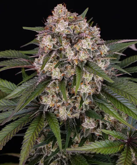 OG Kush Auto